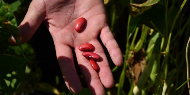 En Tucumán evalúan nuevos cultivares de poroto