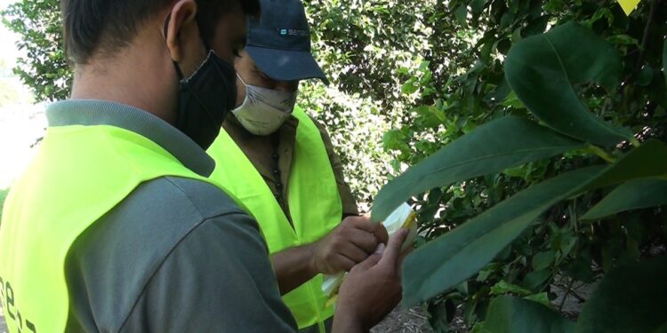 Aumentan los controles para prevenir la entrada del HLB a la provincia y el país