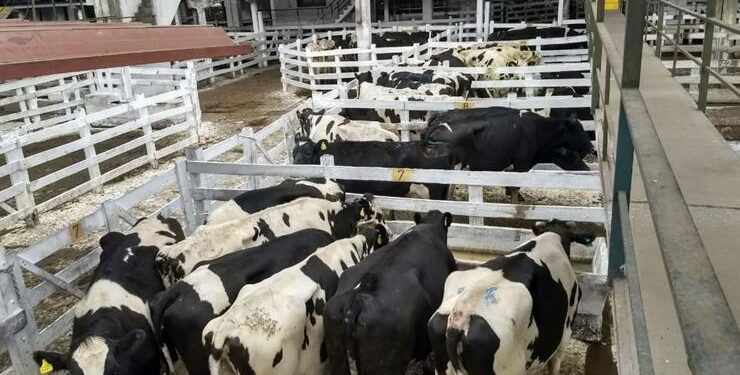 Liniers: cayó el precio de las vacas que no cumplen con la DOES, cuyo plazo venció el pasado 31 de julio