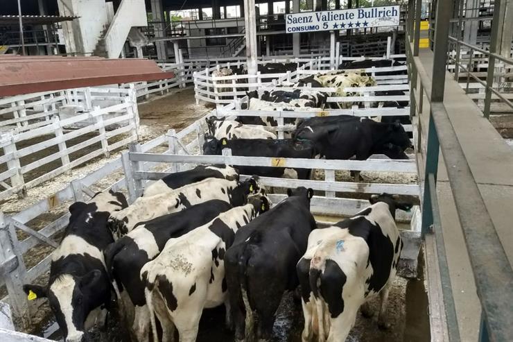 Liniers: cayó el precio de las vacas que no cumplen con la DOES, cuyo plazo venció el pasado 31 de julio
