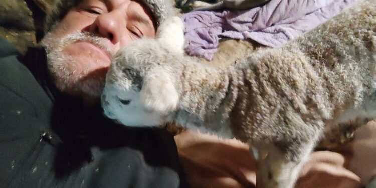 Emocionante reacción de un productor al que se le murieron 100 corderos