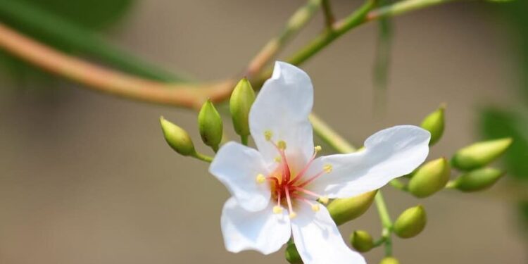 En Misiones buscan posicionar la producción de tung para aceite vegetal
