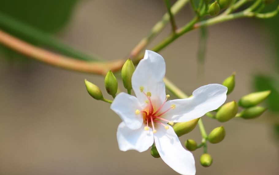 En Misiones buscan posicionar la producción de tung para aceite vegetal