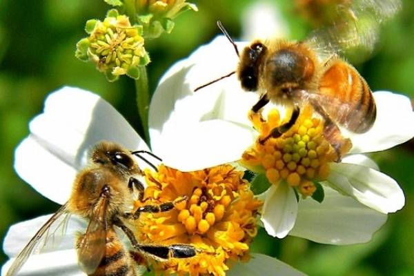 Tucumán contará con una  «Casa de las abejas» para hacer visitas