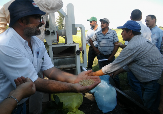 El cultivo de arroz se posiciona como alternativa productiva en Tucumán