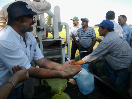 El cultivo de arroz se posiciona como alternativa productiva en Tucumán