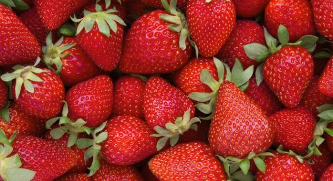 Frutilla: Baja el precio y los productores buscan otras alternativas para sostener la actividad
