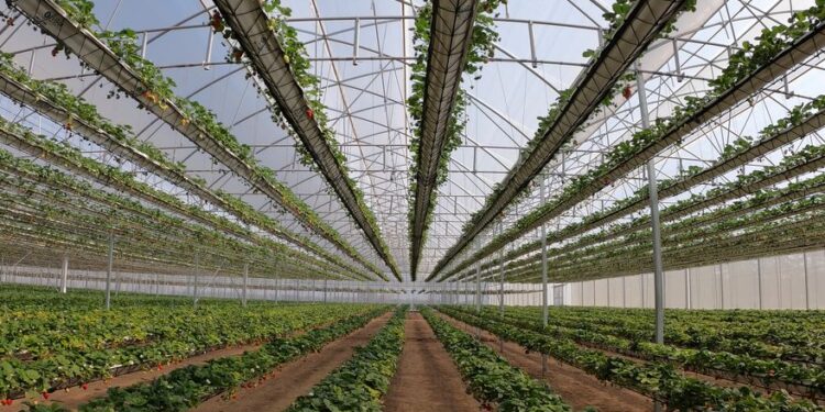 El invernadero más grande del país será dedicado al cultivo de frutilla