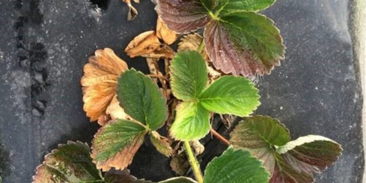Se identificó un nuevo patógeno que afecta severamente al cultivo de frutilla