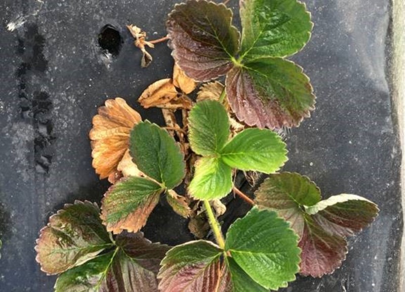 Se identificó un nuevo patógeno que afecta severamente al cultivo de frutilla