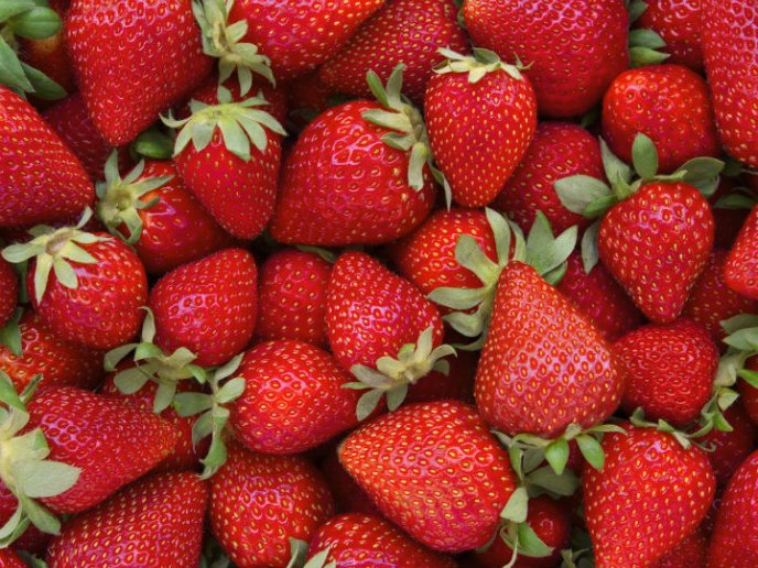Frutilla: Baja el precio y los productores buscan otras alternativas para sostener la actividad