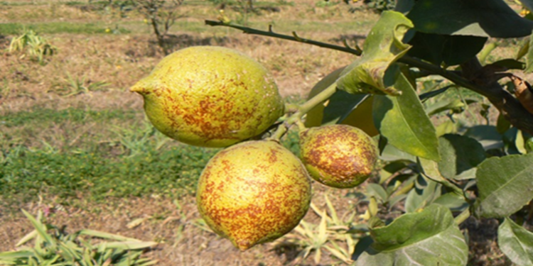En Tucumán la melanosis bajó notablemente su incidencia en citrus