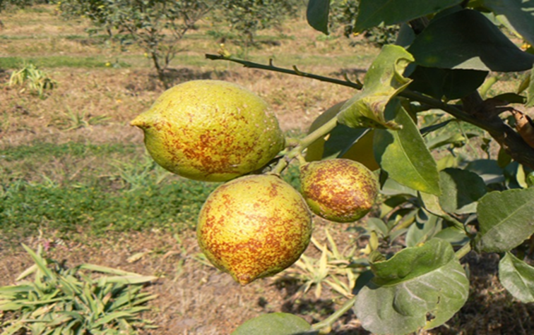 En Tucumán la melanosis bajó notablemente su incidencia en citrus