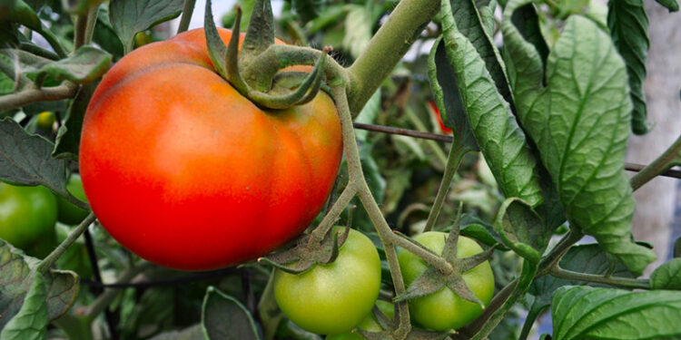 Recomendaciones para el manejo de la mosca blanca en tomate