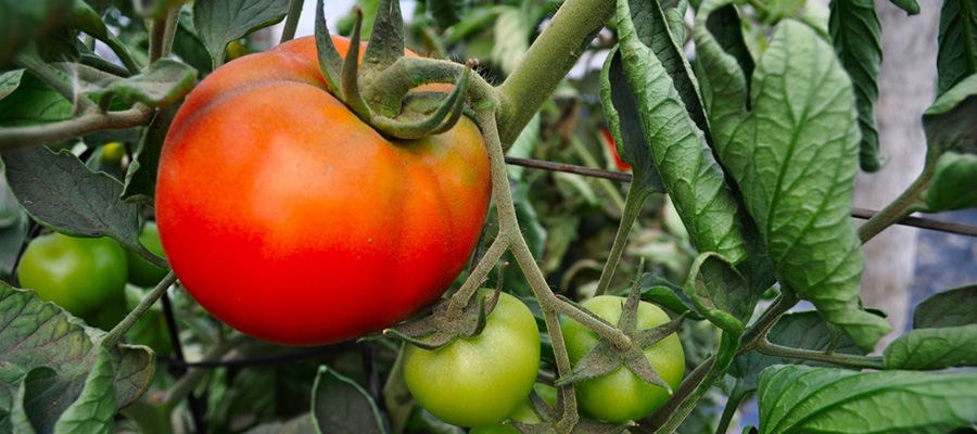Recomendaciones para el manejo de la mosca blanca en tomate
