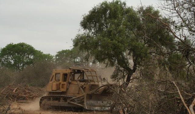 Denuncian desmontes en el pedemonte tucumano