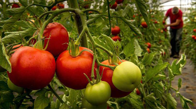 La verdad del tomate revelada por Casafe