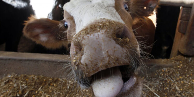 Brasil confirmó dos casos de encefalopatía espongiforme bovina y cerró las exportaciones de carne