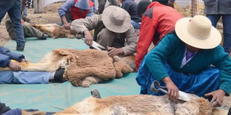En Jujuy se volvió a realizar el chaccu (la esquila de vicuñas) que estaba suspendida por pandemia