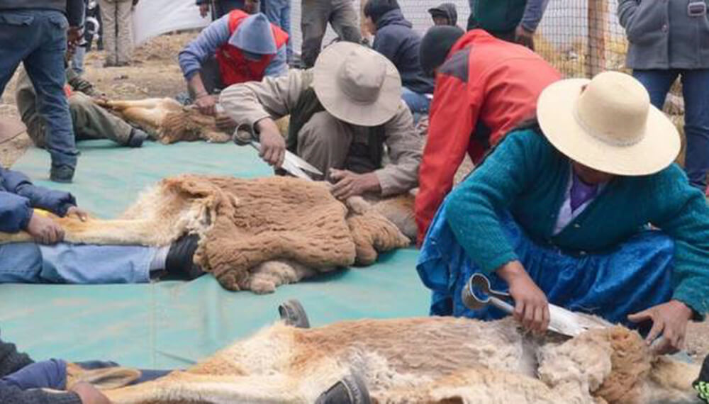 En Jujuy se volvió a realizar el chaccu (la esquila de vicuñas) que estaba suspendida por pandemia