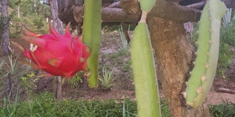 La Pitahaya es el frutal exótico que explora nuevos horizontes en el NOA