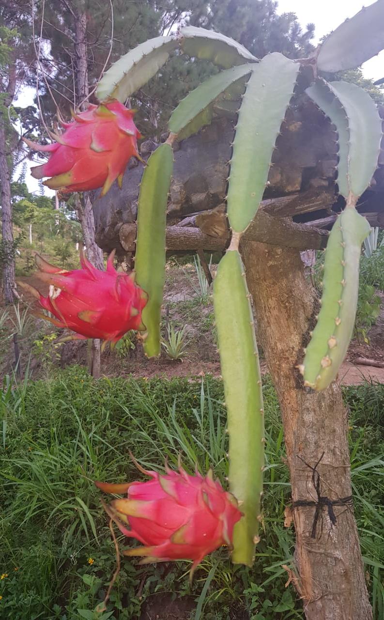 La Pitahaya es el frutal exótico que explora nuevos horizontes en el NOA
