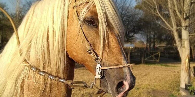 Se expande vertiginosamente la cría de caballos peruanos en Tucumán