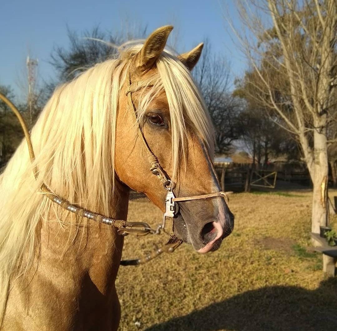 Se expande vertiginosamente la cría de caballos peruanos en Tucumán