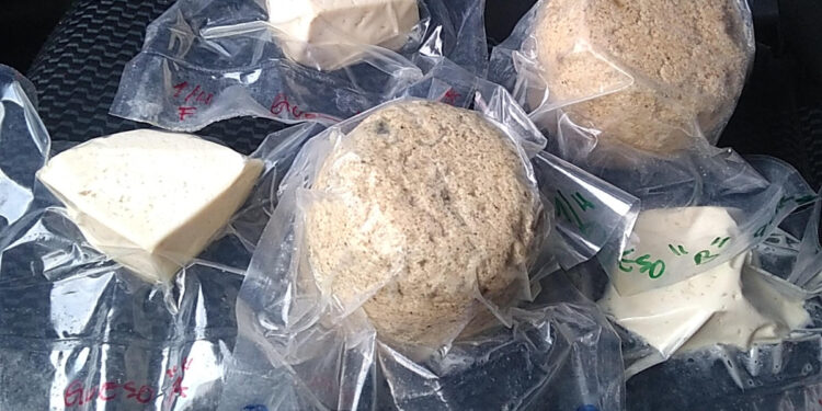 En Tucumán se patentó un queso único prebiótico con agregado de yacón