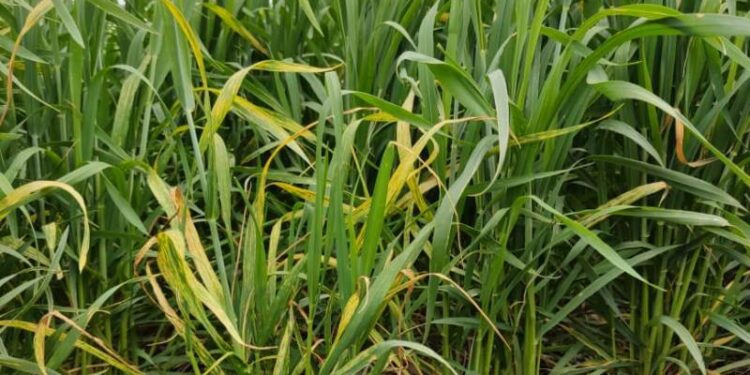 Se detectó una peligrosa enfermedad en trigos del norte de Buenos Aires
