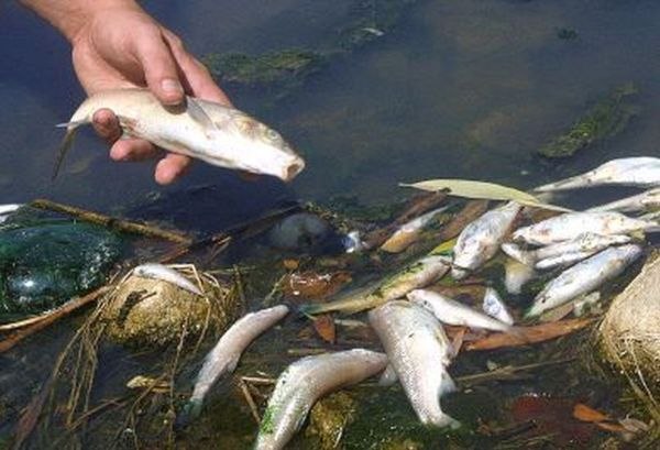 Crimen ambiental en Aguilares: miles de peces quedaron muertos en un campo