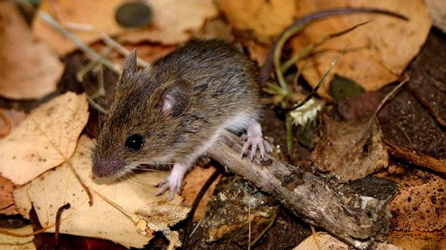 Confirman una muerte por hantavirus