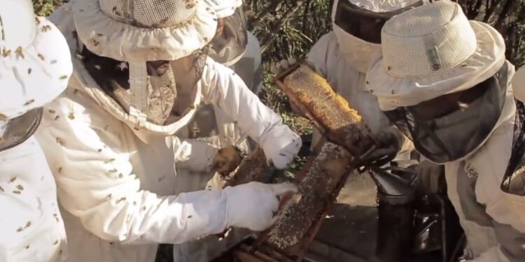 Turismo y aprendizaje: Tucumán cuenta con una «casa de abejas» para hacer visitas