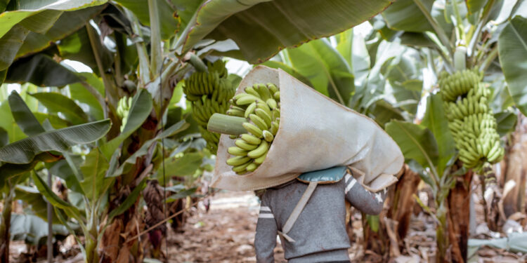 En Salta y Jujuy evalúan alternativas para el cultivo de banana