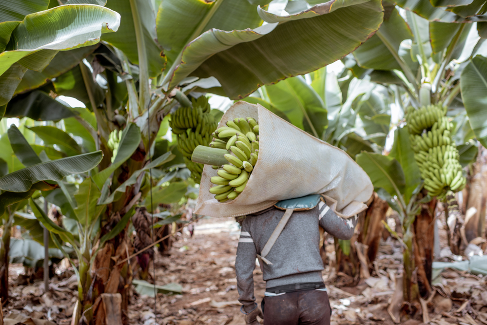 En Salta y Jujuy evalúan alternativas para el cultivo de banana