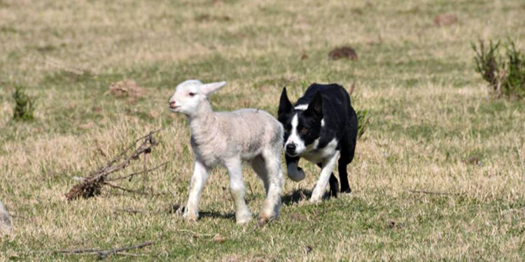 Los Border Collie son los perros elegidos como los más inteligentes y los mejores pastores