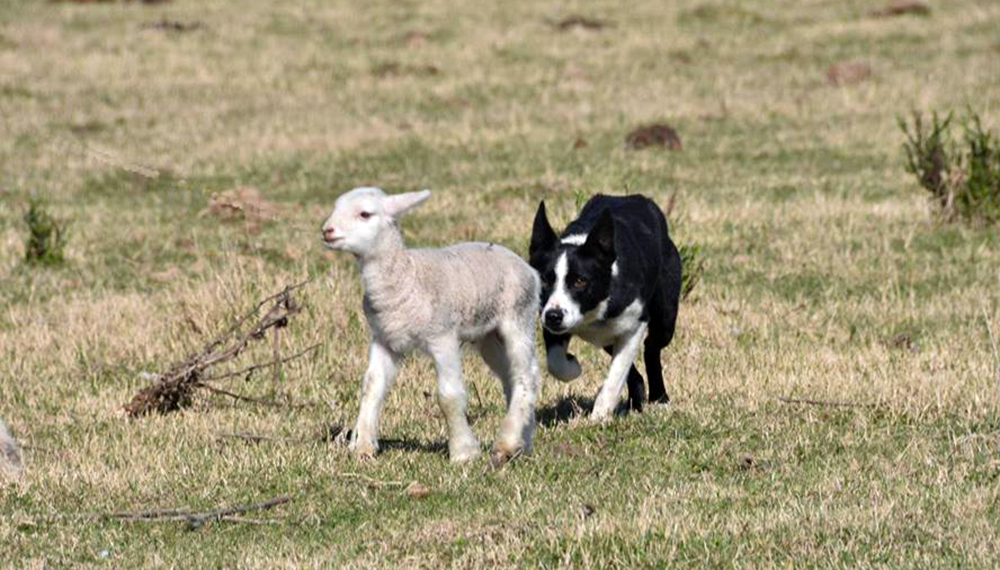 Los Border Collie son los perros elegidos como los más inteligentes y los mejores pastores