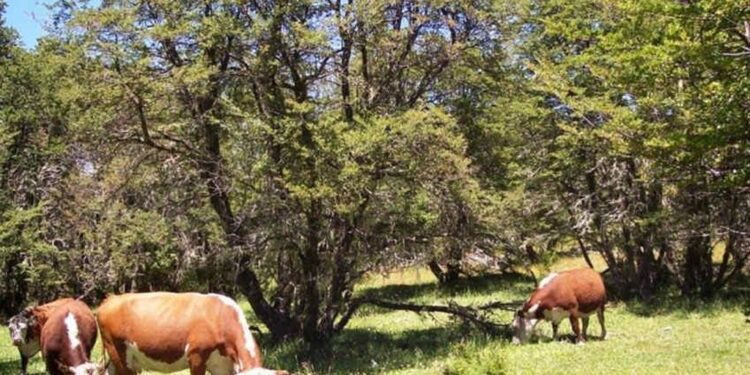 Lo que hizo un productor para llevar con éxito la ganadería en el monte