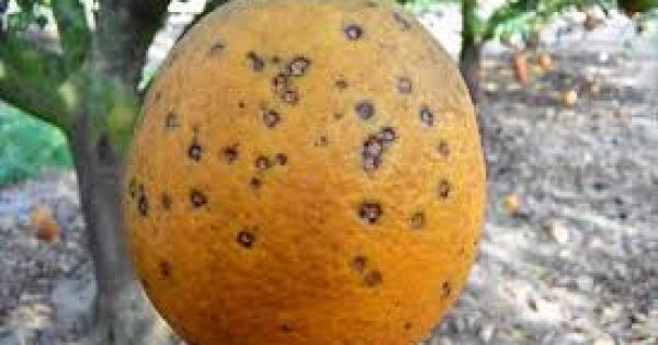 Recomendaciones para el manejo de mancha negra en citrus