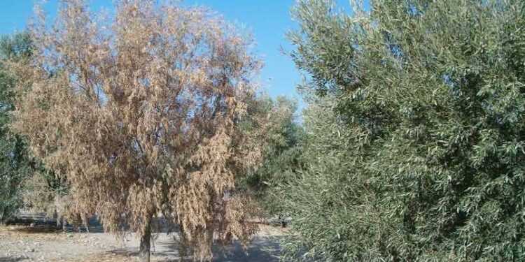 Desesperación de una productora por una enfermedad que está arrasando con los olivos