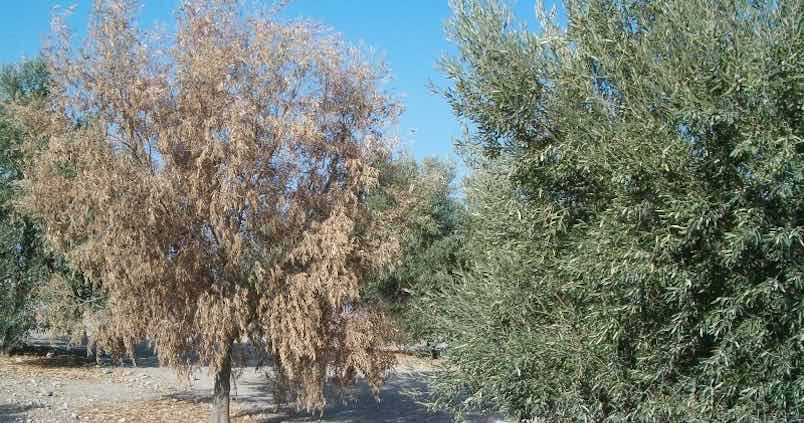 Desesperación de una productora por una enfermedad que está arrasando con los olivos