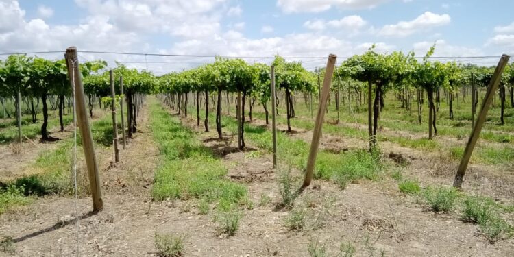 Trancas apuesta a la producción vitivinícola
