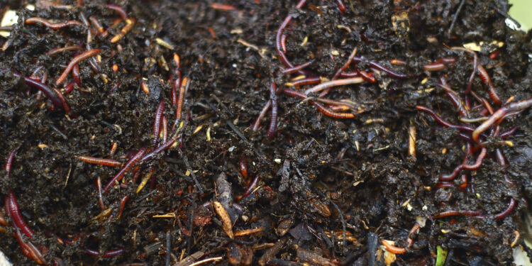 Como es el nuevo biofertilizante a partir de lombrices californianas