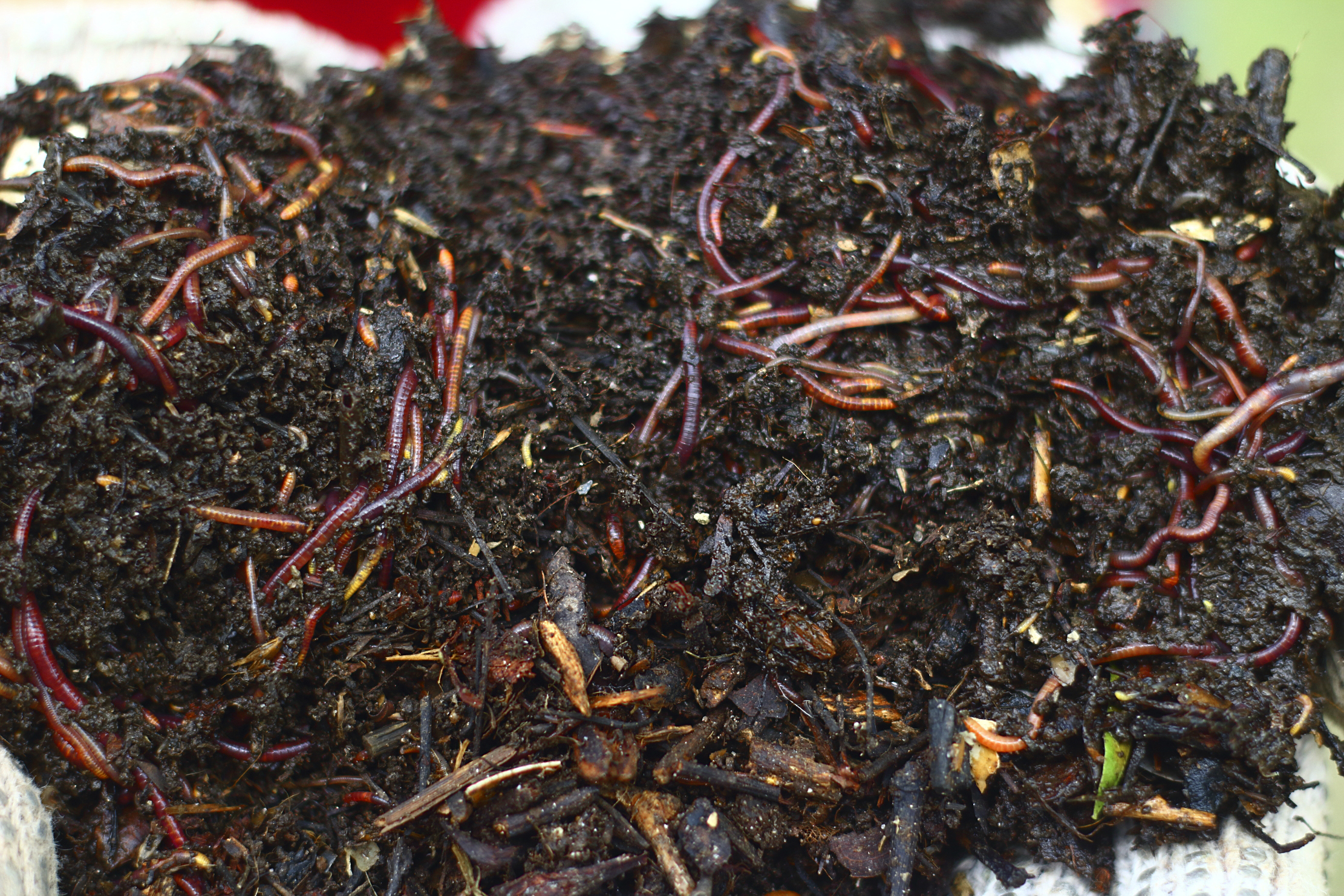 Como es el nuevo biofertilizante a partir de lombrices californianas