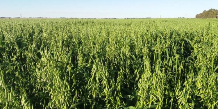 Presentan dos nuevos cultivares de avena resistentes a roya de la hoja