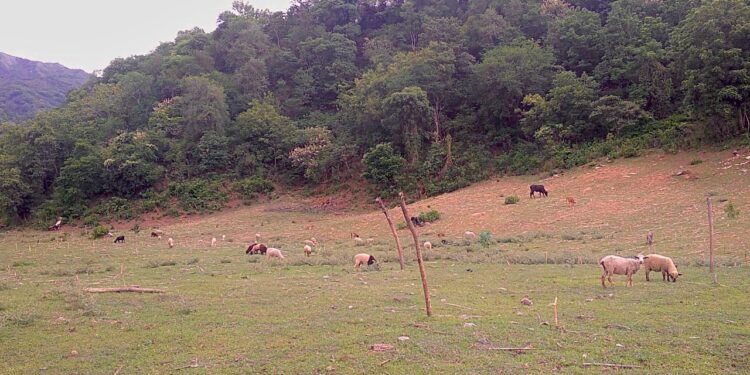 Los productores se preparan para las fiestas