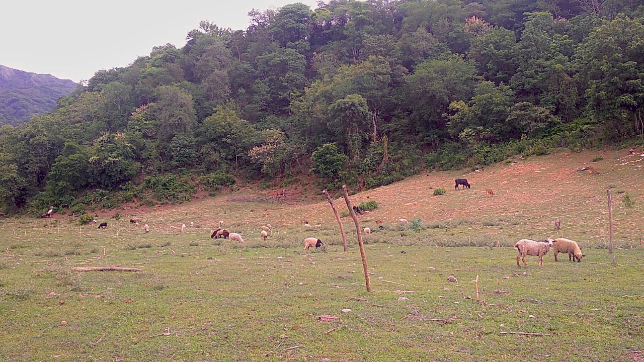 Los productores se preparan para las fiestas