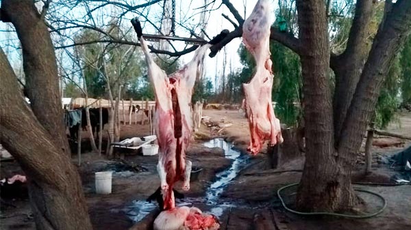 Nueva guía para la faena en la agricultura familiar