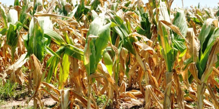 La falta de lluvias está afectando la condición de los cultivos de maíz y soja en el país
