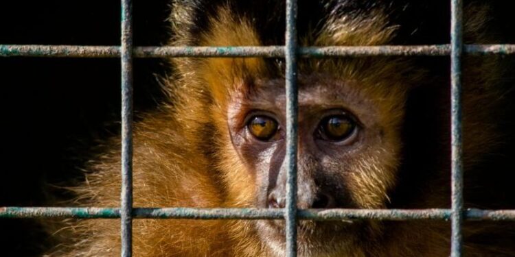Contribuyamos a la conservación y no a la extinción